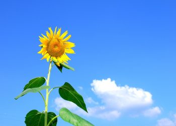 Lato w kwietniu? Na termometrach zobaczymy prawie 30 stopni!