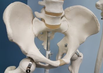 Miednice współczesnych mężczyzn są inne niż w okresie średniowiecza