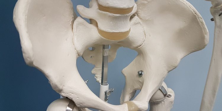 Miednice współczesnych mężczyzn są inne niż w okresie średniowiecza