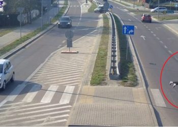 O krok od tragedii na przejściu dla pieszych. Policja publikuje nagranie [WIDEO]