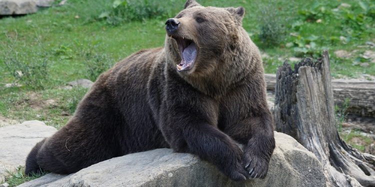 Kości łapy niedźwiedzia w grobie sprzed 4,5 tys. lat koło Sandomierza