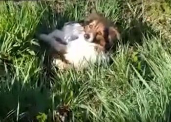 Pies czuwał przy rannym psie potrąconym przez auto [WIDEO]