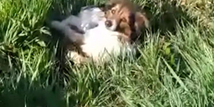 Pies czuwał przy rannym psie potrąconym przez auto [WIDEO]