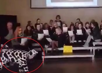 Nauczyciele masowo publikują piosenki strajkowe. Jeden z nich przebrał się za…krowę