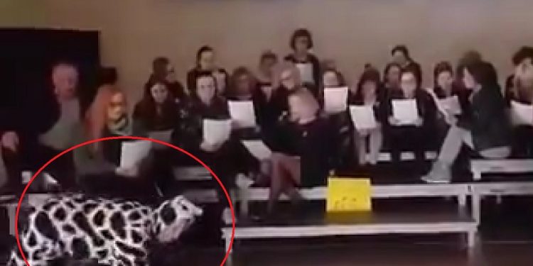 Nauczyciele masowo publikują piosenki strajkowe. Jeden z nich przebrał się za…krowę