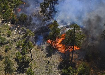Strażacy gasili las. Znaleźli spalony samochód i zwłoki