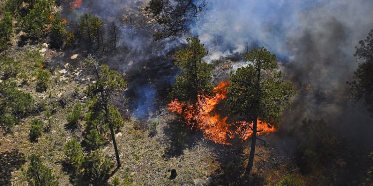 Strażacy gasili las. Znaleźli spalony samochód i zwłoki