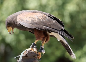 PKN Orlen przekazał do muzeum pełen lęg jaj raroga – unikalny eksponat