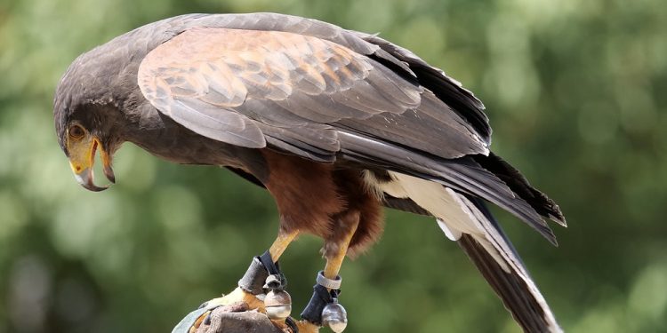 PKN Orlen przekazał do muzeum pełen lęg jaj raroga – unikalny eksponat