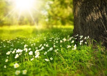 Lato na termometrach. W tym tygodniu będzie naprawdę ciepło