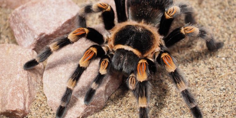 Filipiny: Celnicy otworzyli paczkę z Polski. Zaskakująca zawartość