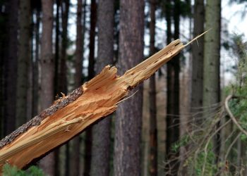 Trąba powietrzna w Wielkopolsce. Huraganowy wiatr połamał drzewa