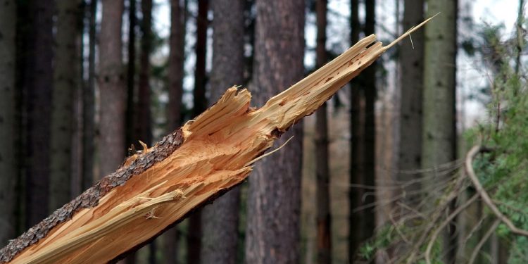 Trąba powietrzna w Wielkopolsce. Huraganowy wiatr połamał drzewa