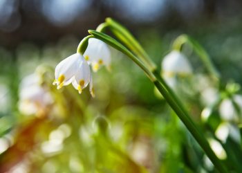 wiosna kwiaty