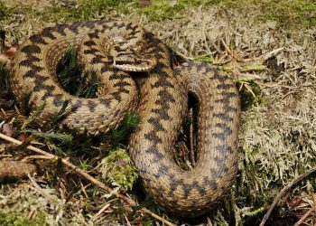 Jadowita żmija w ogródku. Odkrył ją mieszkaniec Białołęki
