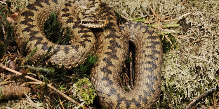 Jadowita żmija w ogródku. Odkrył ją mieszkaniec Białołęki