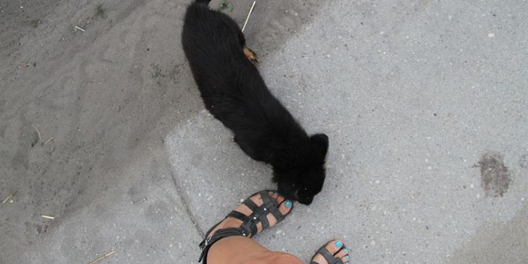 Pogłaskała szczeniaka i zmarła. Była na wakacjach