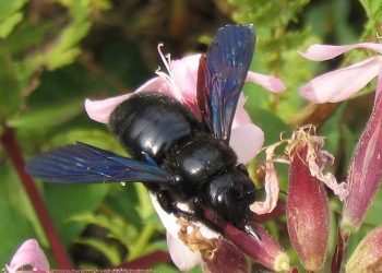 Czarne pszczoły wróciły do Polski. Pod żadnym pozorem ich nie zabijaj!