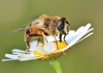 Internauta uratował pszczołę. Wcześniej była w stanie agonalnym