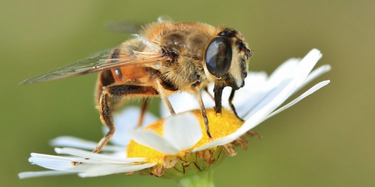 Internauta uratował pszczołę. Wcześniej była w stanie agonalnym