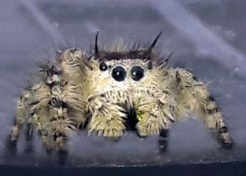 Jadowity pająk w samochodzie. Sprowadzili go z USA