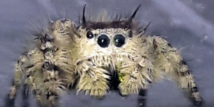 Jadowity pająk w samochodzie. Sprowadzili go z USA