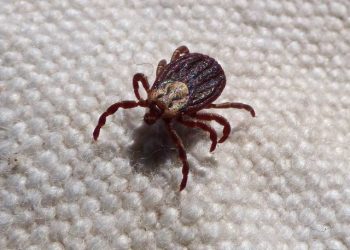 Kiedy najłatwiej złapać kleszcza? Najaktywniejsze są w tych godzinach