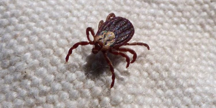 Kiedy najłatwiej złapać kleszcza? Najaktywniejsze są w tych godzinach