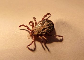 Jak usunąć kleszcza? Kilka praktycznych wskazówek