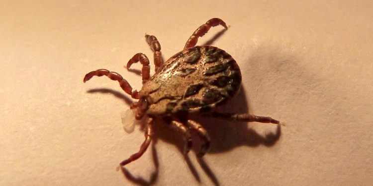 Jak usunąć kleszcza? Kilka praktycznych wskazówek