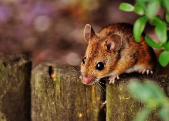 Wolontariusze szukają domów dla zwierząt laboratoryjnych