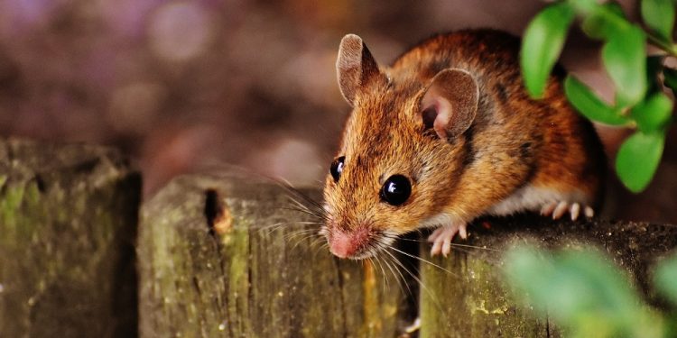 Wolontariusze szukają domów dla zwierząt laboratoryjnych