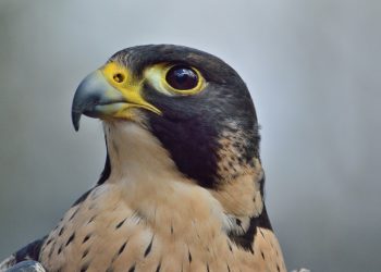 W zakładzie PKN Orlen wykluła się para piskląt sokoła wędrownego