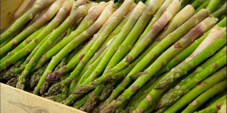 Polski dziennikarz zatrudnił się przy szparagach w Niemczech. Opisał, jak wygląda sytuacja