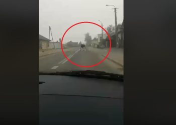 Jechali autem, nagle ich oczom ukazał się nietypowy widok [WIDEO]