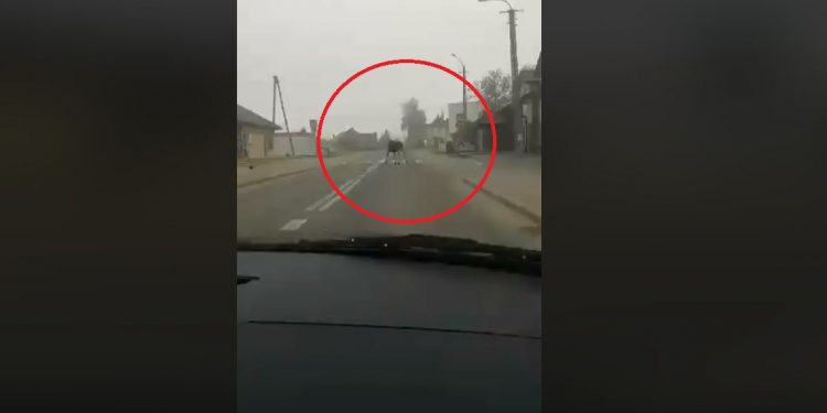 Jechali autem, nagle ich oczom ukazał się nietypowy widok [WIDEO]