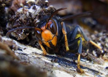 Szerszeń azjatycki zbliża się do Polski. Czy powinniśmy się obawiać?