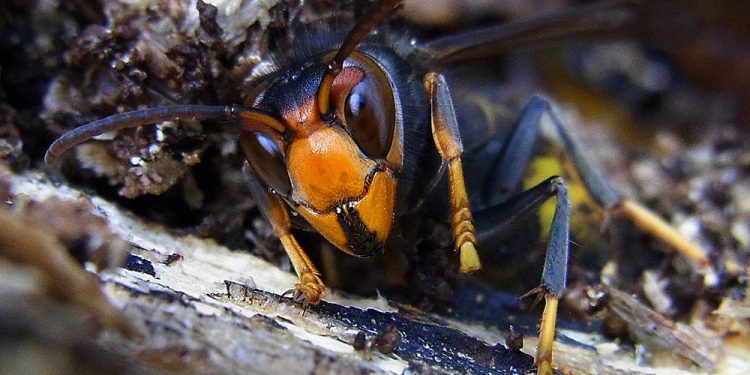 Szerszeń azjatycki zbliża się do Polski. Czy powinniśmy się obawiać?