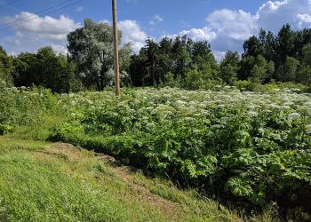Barszcz Sosnowskiego nadal spotykany jest w Polsce