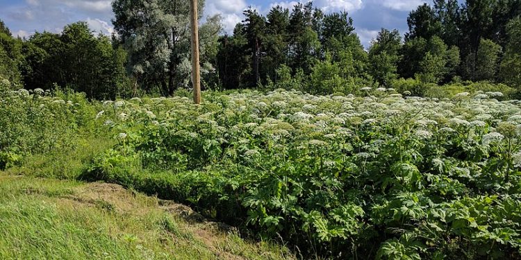 Barszcz Sosnowskiego nadal spotykany jest w Polsce