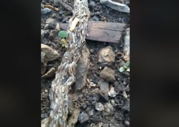 Leśniczy nagrał niebywałe zjawisko. Czym jest pełzająca masa? [WIDEO]