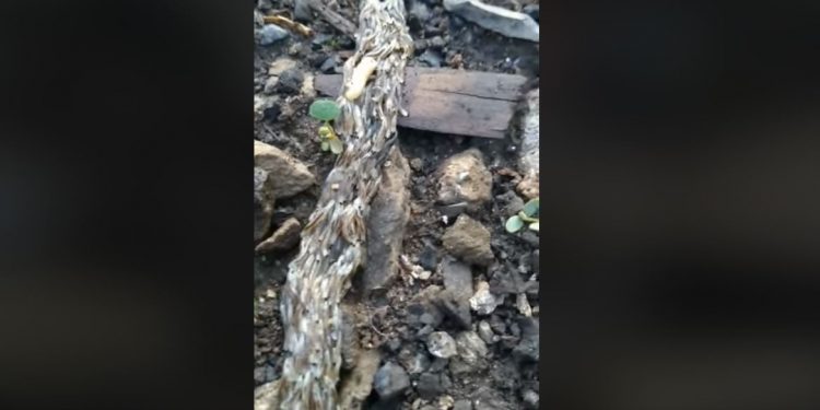 Leśniczy nagrał niebywałe zjawisko. Czym jest pełzająca masa? [WIDEO]