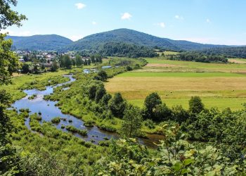 Bieszczady: Odkryto nowy gatunek grzyba. Nigdy wcześniej nie widziano go w Polsce