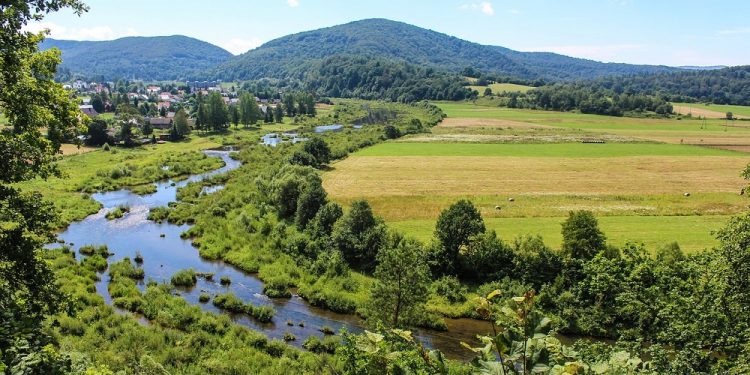 Bieszczady: Odkryto nowy gatunek grzyba. Nigdy wcześniej nie widziano go w Polsce