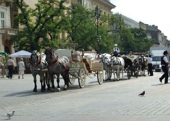 Dorożki w Krakowie znikną z rynku w upał. Chodzi o konie