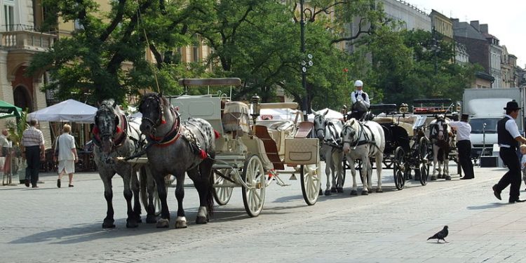 Dorożki w Krakowie znikną z rynku w upał. Chodzi o konie
