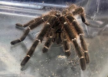 Jadowity pająk w warszawskim mieszkaniu
