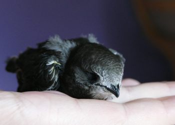 Zamość: Castorama przekazuje budki dla jerzyków. Ptaki walczą z komarami