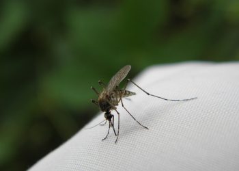 Wielkie skupiska komarów w Polsce. Entomolog: To normalne zjawisko przyrodnicze