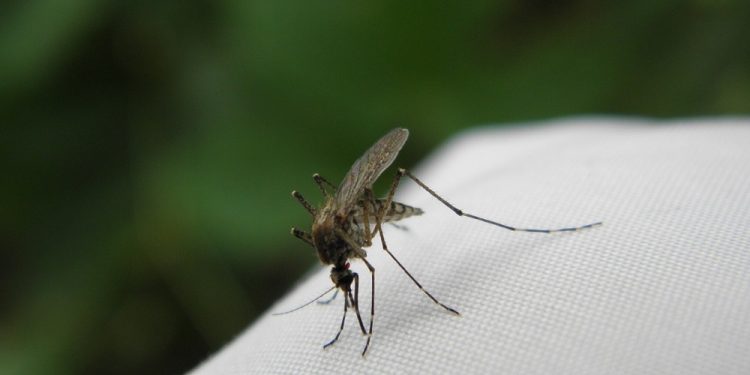 Wielkie skupiska komarów w Polsce. Entomolog: To normalne zjawisko przyrodnicze